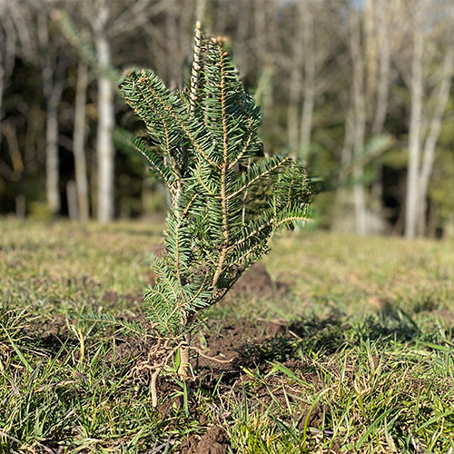 AktionBaum Setzling