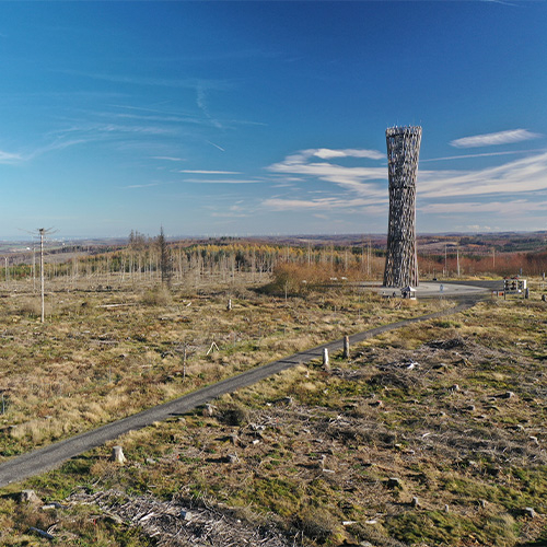 AktionBaum Waldflläche